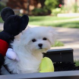 Maltese Puppies from Leona's Maltese