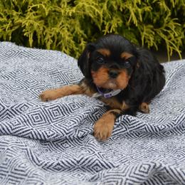 Lady May - Black and tan female Cavalier King Charles Spaniel puppy in Resaca, Georgia from Freeman's Royal Cavaliers