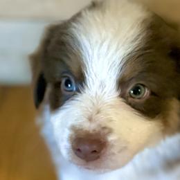 Miniature Australian Shepherds from Happy-Go-Lucky Homestead
