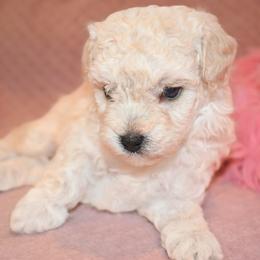 Poodle Puppies from Misioh Poodles