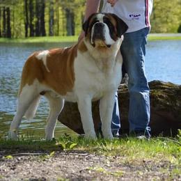 Arlo - Saint Bernard
