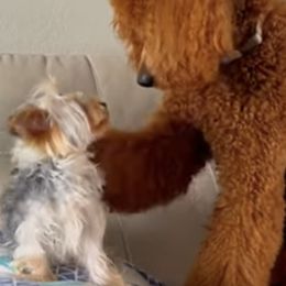 Poodles and Yorkshire Terriers from Ruby the poodle