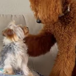 Poodles and Yorkshire Terriers from Ruby the poodle