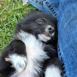 Zazu - Black and white male Companion Cross puppy in Davenport, Washington from Lovely Ladies and Little Asses Miniature Equines (L3A Pomeranians & Papillons)