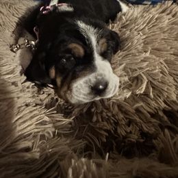 🌈 Rainbow - Black brown and white Basset Hound puppy in Bremerton, Washington from Over the Rainbow Basset Hounds