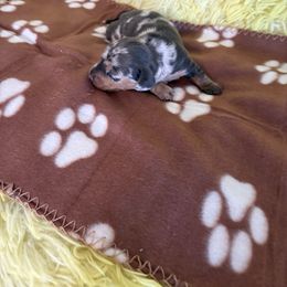 Dachshund Puppies from TLC Dachshund