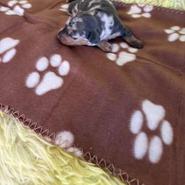 Dachshund Puppies from TLC Dachshund