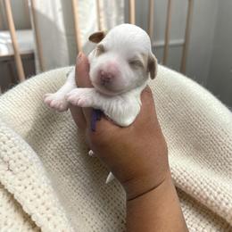 Bernedoodle, Cavapoo, Goldendoodle, Miniature Schnauzer, and Poodle Puppies from Pet Inn Xxweetdoodles