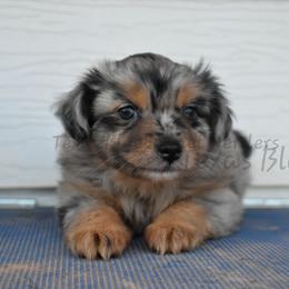 Girl 1 - Blue merle female Miniature Australian Shepherd puppy in Lubbock, Texas from Texas Bluebonnet Herders