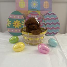 Sweet pea - Red  female Poodle puppy in Bakersfield, California from Pups and Paws Toy Poodles