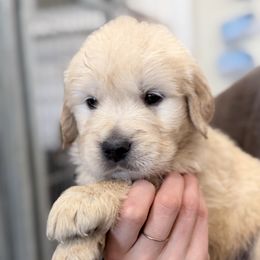 Pinta - Light golden female Golden Retriever puppy in Warrenton, Virginia from Four Lochs LLC