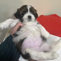 Dee - Parti female Lhasa Apso puppy in Naples, Idaho from Absosengkye Kennel