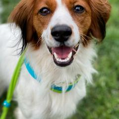 Nederlandse Kooikerhondje All Grown Up from Emma Vescovo