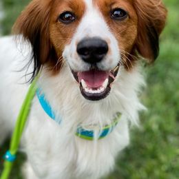 Nederlandse Kooikerhondje All Grown Up from Emma Vescovo
