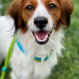 Nederlandse Kooikerhondje All Grown Up from Emma Vescovo