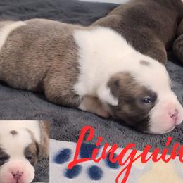 Lenguini - Fawn brindle and white male Bulldog puppy in Washington from Sun City Campeiro Bulldogs