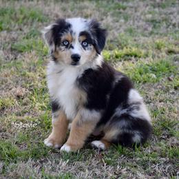 Stevie - Blue merle male Miniature Australian Shepherd puppy in Evant, Texas from Lazy VT Bar Ranch