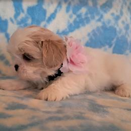 Clara - White female Shih Tzu puppy in Silver Springs, Nevada from Meadowlyn's Dream Shih Tzu
