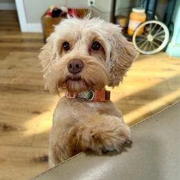 Saydi - Buff female Cockapoo puppy in Beresford, South Dakota from DAKOTA DOOD RANCH