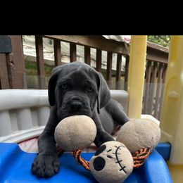 Cane Corso Puppies from Palazzo Cane Corso