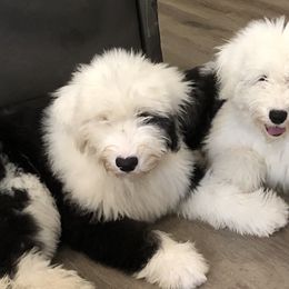 Old English Sheepdogs from Blue Denium's Old English Sheepdogs