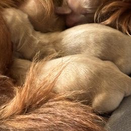 Girl 2 - Cream female Dachshund puppy in Jackson, Mississippi from Doxies Galore