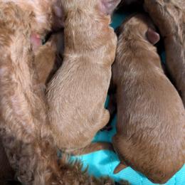 Boy 2 - Red  male Poodle puppy in Willow Spring, North Carolina from Sweet Dream Poodles
