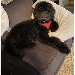 Aussiedoodle Puppies from Red Bud Beautiful Doodles