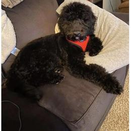 Aussiedoodle Puppies from Red Bud Beautiful Doodles