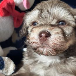 Bruno - Chocolate sable male Havanese puppy in Arizona from HavaDoggie