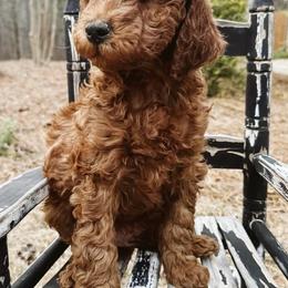 Goldendoodles from Mother of Golden Doodles