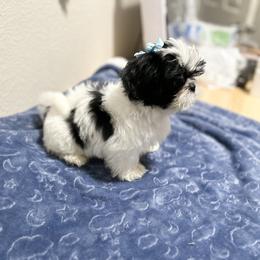 Shih Tzu Puppies from NC Stellar Puppies