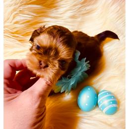 Hot Chili Pepper - Red male Shih Tzu puppy in Port Orchard, Washington from Buttons N Bows