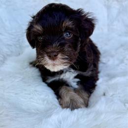 Winston - Liver male Miniature Schnauzer puppy in La Mirada, California from SchnauzersRus