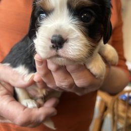 Mike - Tri-color male Cavalier King Charles Spaniel puppy in Burke, New York from Patti’s Puppies