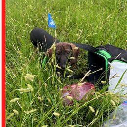 Dachshunds from Doxikota