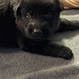 Yellow - Black male German Shepherd puppy in Luna, New Mexico from Von De León German Shepherds