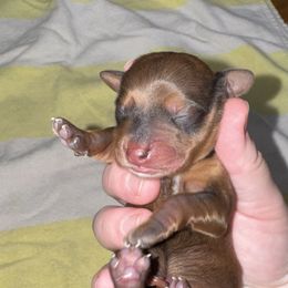 Autumn - Sable female Dachshund puppy in Hilliard, Florida from Wiggle Weens