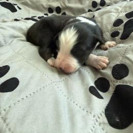 Dragonfly - Black tri-color female Australian Shepherd puppy in Ellensburg, Washington from Creekside Aussies