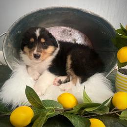 Chuckie Finster - Black white and tan male Collie puppy in Chilhowie, Virginia from Jolly Collies
