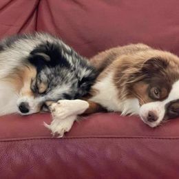 Toy Australian Shepherds from Toys with Tails
