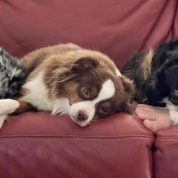 Toy Australian Shepherds from Toys with Tails