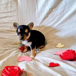 Lil Cuddle Bug - Black and tan male Chihuahua puppy in Weatherford, Texas from Small and Mighty Chihuahuas