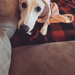 Whippet All Grown Up from Cheshire Whippets