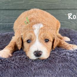 Roll - Apricot male Goldendoodle puppy in Lancaster, Minnesota from North Star Dog Training
