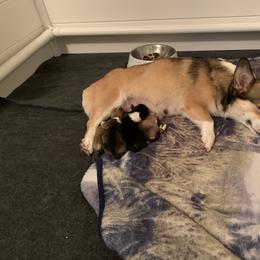Pembroke Welsh Corgi Puppies from Kenyon Pembroke Welsh Corgis