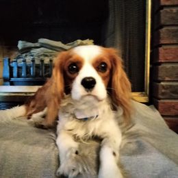 Cavalier King Charles Spaniel All Grown Up from Daryl's Cavalier King Charles Spaniels