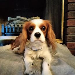 Cavalier King Charles Spaniel All Grown Up from Daryl's Cavalier King Charles Spaniels