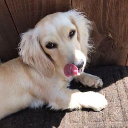 Dachshunds from Devoted Doxies Cream Dachshund