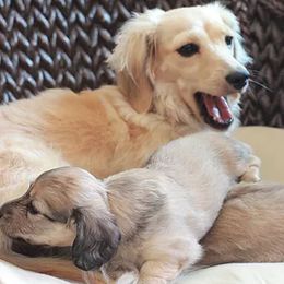 Dachshunds from C C Doxies